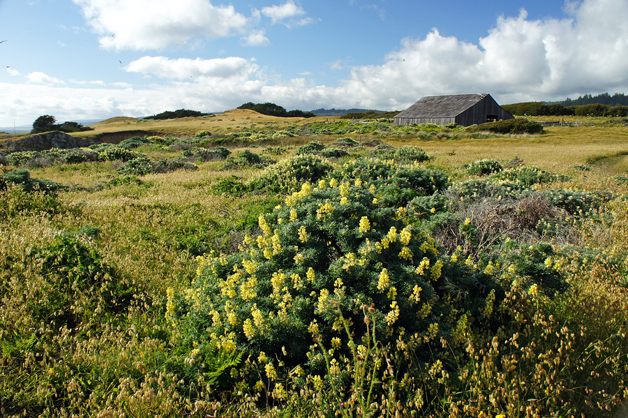 Sea Ranch Meadows in Bloom